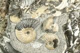Iridescent Ammonite (Deshayesites & Aconeceras) Cluster - Russia #207463-6